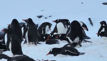 De pinguins a baleias gigantes: veja animais que vivem na Antártida (Reprodução)